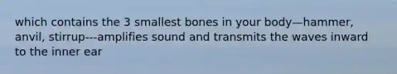 which contains the 3 smallest bones in your body—hammer, anvil, stirrup---amplifies sound and transmits the waves inward to the inner ear