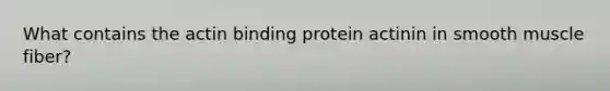 What contains the actin binding protein actinin in smooth muscle fiber?