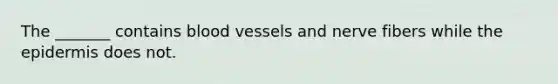 The _______ contains blood vessels and nerve fibers while the epidermis does not.