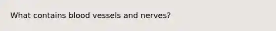 What contains blood vessels and nerves?