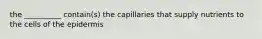 the __________ contain(s) the capillaries that supply nutrients to the cells of the epidermis