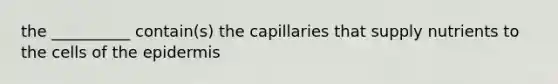 the __________ contain(s) the capillaries that supply nutrients to the cells of the epidermis