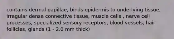 contains dermal papillae, binds epidermis to underlying tissue, irregular dense connective tissue, muscle cells , nerve cell processes, specialized sensory receptors, blood vessels, hair follicles, glands (1 - 2.0 mm thick)