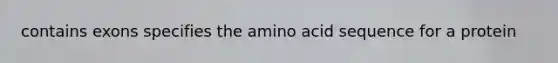 contains exons specifies the amino acid sequence for a protein