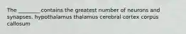 The ________ contains the greatest number of neurons and synapses. hypothalamus thalamus cerebral cortex corpus callosum