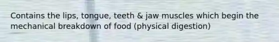 Contains the lips, tongue, teeth & jaw muscles which begin the mechanical breakdown of food (physical digestion)