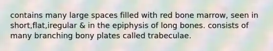 contains many large spaces filled with red bone marrow, seen in short,flat,iregular & in the epiphysis of long bones. consists of many branching bony plates called trabeculae.