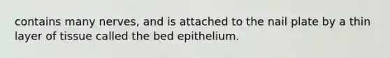 contains many nerves, and is attached to the nail plate by a thin layer of tissue called the bed epithelium.