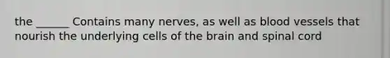 the ______ Contains many nerves, as well as blood vessels that nourish the underlying cells of the brain and spinal cord