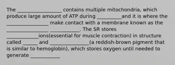 The __________________ contains multiple mitochondria, which produce large amount of ATP during __________and it is where the _________________ make contact with a membrane known as the _________________ ____________. The SR stores _____________ions(essential for muscle contraction) in structure called ______ and ________________(a reddish-brown pigment that is similar to hemoglobin), which stores oxygen until needed to generate ____________