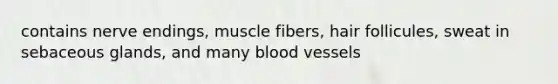 contains nerve endings, muscle fibers, hair follicules, sweat in sebaceous glands, and many <a href='https://www.questionai.com/knowledge/kZJ3mNKN7P-blood-vessels' class='anchor-knowledge'>blood vessels</a>