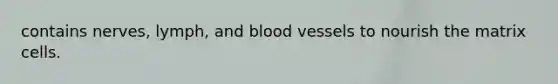 contains nerves, lymph, and blood vessels to nourish the matrix cells.