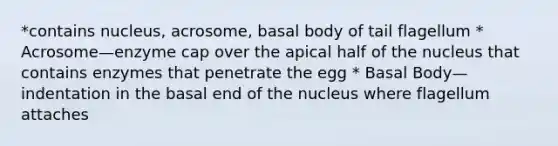 *contains nucleus, acrosome, basal body of tail flagellum * Acrosome—enzyme cap over the apical half of the nucleus that contains enzymes that penetrate the egg * Basal Body—indentation in the basal end of the nucleus where flagellum attaches