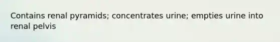 Contains renal pyramids; concentrates urine; empties urine into renal pelvis