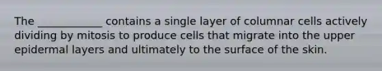 The ____________ contains a single layer of columnar cells actively dividing by mitosis to produce cells that migrate into the upper epidermal layers and ultimately to the surface of the skin.