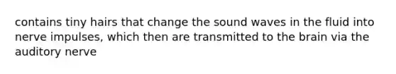 contains tiny hairs that change the sound waves in the fluid into nerve impulses, which then are transmitted to the brain via the auditory nerve