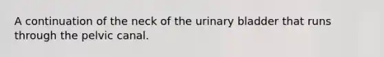 A continuation of the neck of the urinary bladder that runs through the pelvic canal.