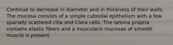 Continue to decrease in diameter and in thickness of their walls. The mucosa consists of a simple cuboidal epithelium with a few sparsely scattered cilia and Clara cells. The lamina propria contains elastic fibers and a muscularis mucosae of smooth muscle is present.