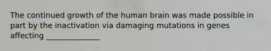 The continued growth of the human brain was made possible in part by the inactivation via damaging mutations in genes affecting ______________