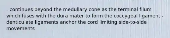 - continues beyond the medullary cone as the terminal filum which fuses with the dura mater to form the coccygeal ligament - denticulate ligaments anchor the cord limiting side-to-side movements