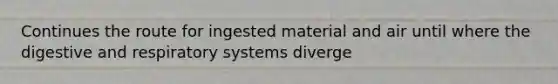 Continues the route for ingested material and air until where the digestive and respiratory systems diverge