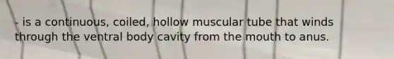 - is a continuous, coiled, hollow muscular tube that winds through the ventral body cavity from <a href='https://www.questionai.com/knowledge/krBoWYDU6j-the-mouth' class='anchor-knowledge'>the mouth</a> to anus.