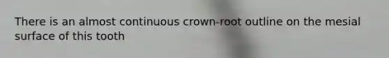 There is an almost continuous crown-root outline on the mesial surface of this tooth