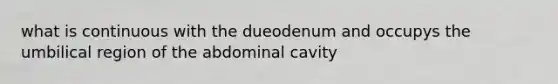 what is continuous with the dueodenum and occupys the umbilical region of the abdominal cavity