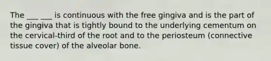 The ___ ___ is continuous with the free gingiva and is the part of the gingiva that is tightly bound to the underlying cementum on the cervical-third of the root and to the periosteum (connective tissue cover) of the alveolar bone.