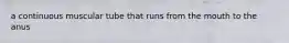 a continuous muscular tube that runs from the mouth to the anus