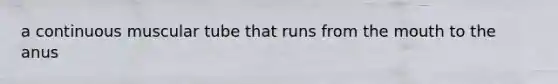 a continuous muscular tube that runs from the mouth to the anus