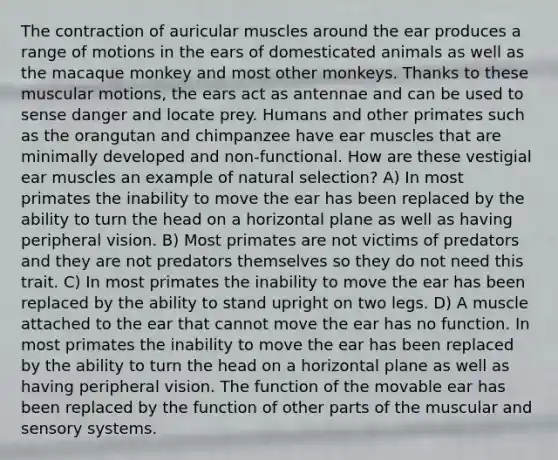 The contraction of auricular muscles around the ear produces a range of motions in the ears of domesticated animals as well as the macaque monkey and most other monkeys. Thanks to these muscular motions, the ears act as antennae and can be used to sense danger and locate prey. Humans and other primates such as the orangutan and chimpanzee have ear muscles that are minimally developed and non-functional. How are these vestigial ear muscles an example of natural selection? A) In most primates the inability to move the ear has been replaced by the ability to turn the head on a horizontal plane as well as having peripheral vision. B) Most primates are not victims of predators and they are not predators themselves so they do not need this trait. C) In most primates the inability to move the ear has been replaced by the ability to stand upright on two legs. D) A muscle attached to the ear that cannot move the ear has no function. In most primates the inability to move the ear has been replaced by the ability to turn the head on a horizontal plane as well as having peripheral vision. The function of the movable ear has been replaced by the function of other parts of the muscular and sensory systems.