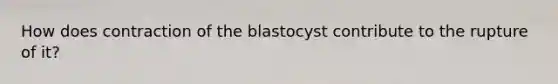 How does contraction of the blastocyst contribute to the rupture of it?