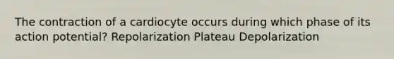 The contraction of a cardiocyte occurs during which phase of its action potential? Repolarization Plateau Depolarization