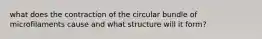 what does the contraction of the circular bundle of microfilaments cause and what structure will it form?