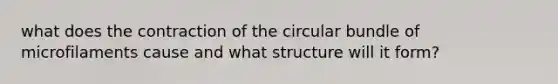 what does the contraction of the circular bundle of microfilaments cause and what structure will it form?