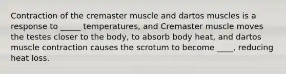 Contraction of the cremaster muscle and dartos muscles is a response to _____ temperatures, and Cremaster muscle moves the testes closer to the body, to absorb body heat, and dartos <a href='https://www.questionai.com/knowledge/k0LBwLeEer-muscle-contraction' class='anchor-knowledge'>muscle contraction</a> causes the scrotum to become ____, reducing heat loss.