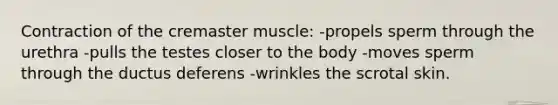 Contraction of the cremaster muscle: -propels sperm through the urethra -pulls the testes closer to the body -moves sperm through the ductus deferens -wrinkles the scrotal skin.