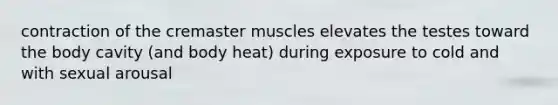 contraction of the cremaster muscles elevates the testes toward the body cavity (and body heat) during exposure to cold and with sexual arousal