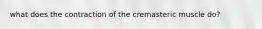 what does the contraction of the cremasteric muscle do?