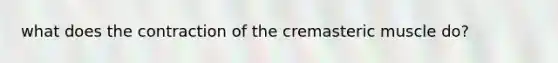 what does the contraction of the cremasteric muscle do?