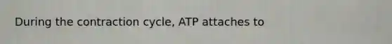 During the contraction cycle, ATP attaches to