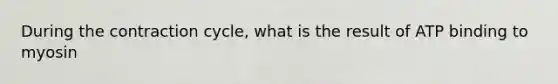During the contraction cycle, what is the result of ATP binding to myosin