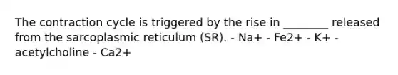 The contraction cycle is triggered by the rise in ________ released from the sarcoplasmic reticulum (SR). - Na+ - Fe2+ - K+ - acetylcholine - Ca2+