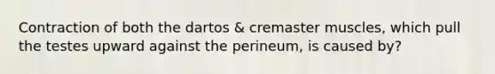 Contraction of both the dartos & cremaster muscles, which pull the testes upward against the perineum, is caused by?