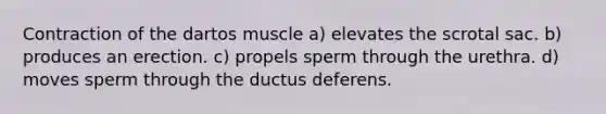 Contraction of the dartos muscle a) elevates the scrotal sac. b) produces an erection. c) propels sperm through the urethra. d) moves sperm through the ductus deferens.