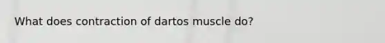 What does contraction of dartos muscle do?