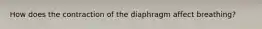 How does the contraction of the diaphragm affect breathing?