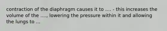 contraction of the diaphragm causes it to .... - this increases the volume of the ...., lowering the pressure within it and allowing the lungs to ...