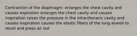 Contraction of the diaphragm: enlarges the chest cavity and causes expiration enlarges the chest cavity and causes inspiration raises the pressure in the intra-thoracic cavity and causes inspiration causes the elastic fibers of the lung alveoli to recoil and press air out